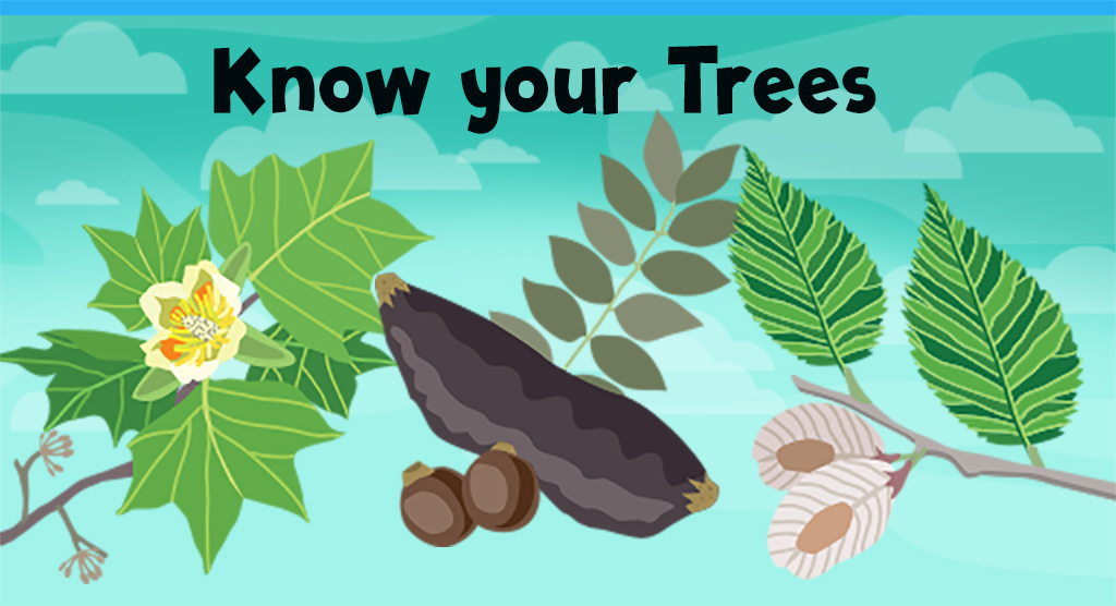 Know Your Trees